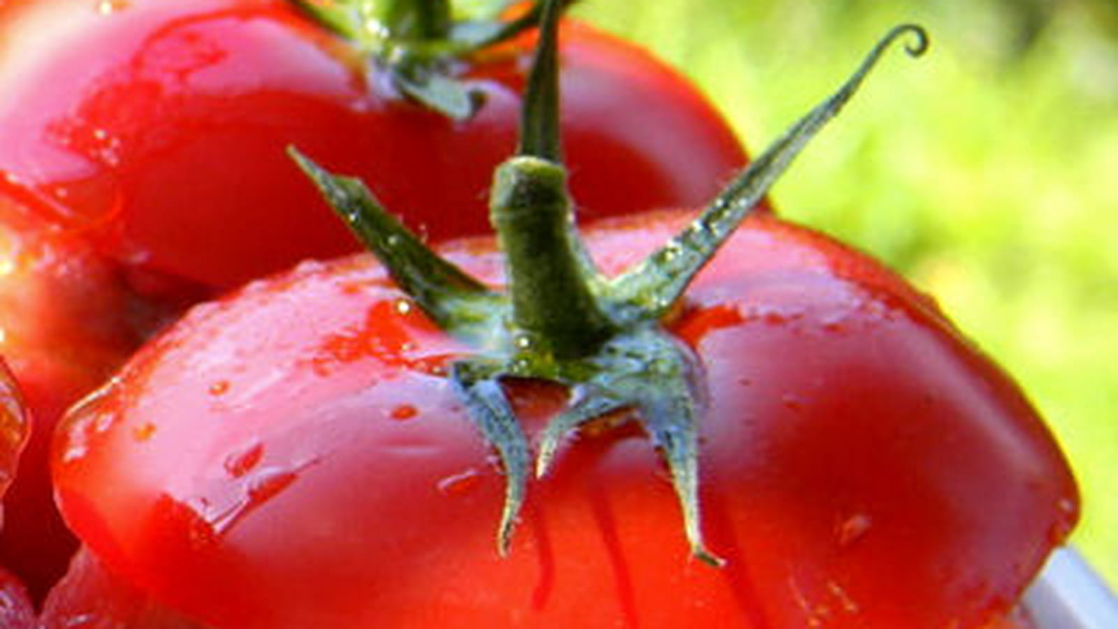 Tomates farcies