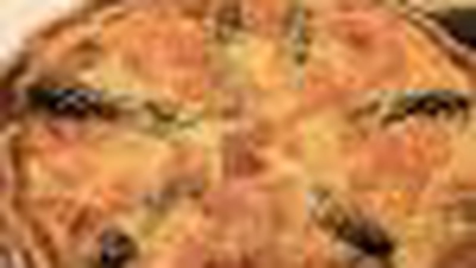 Tourte Saint-Jacques-saumon