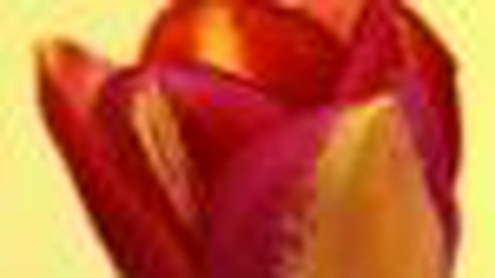 Tulipe Boston