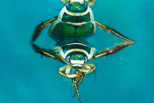 Le jumeau du tigre d'eau