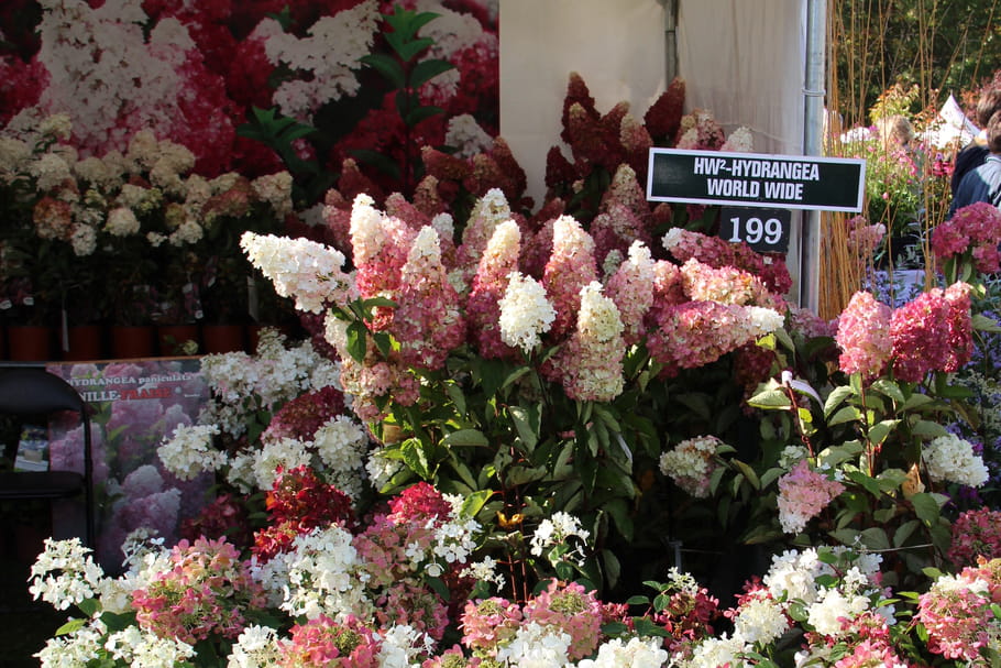 Hortensia