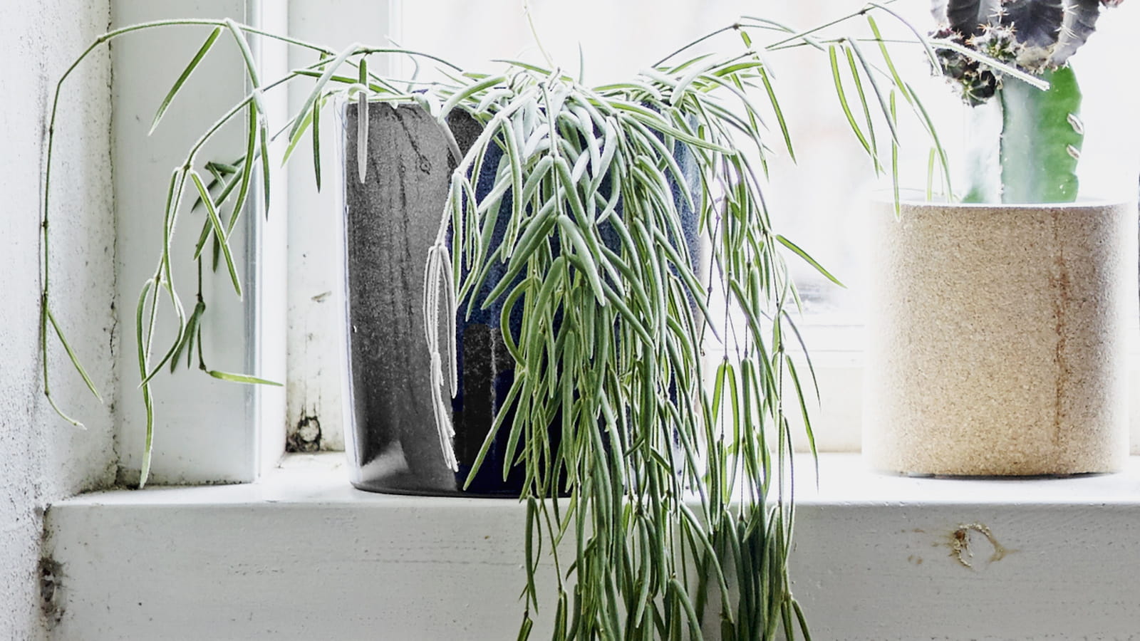 Rhipsalis