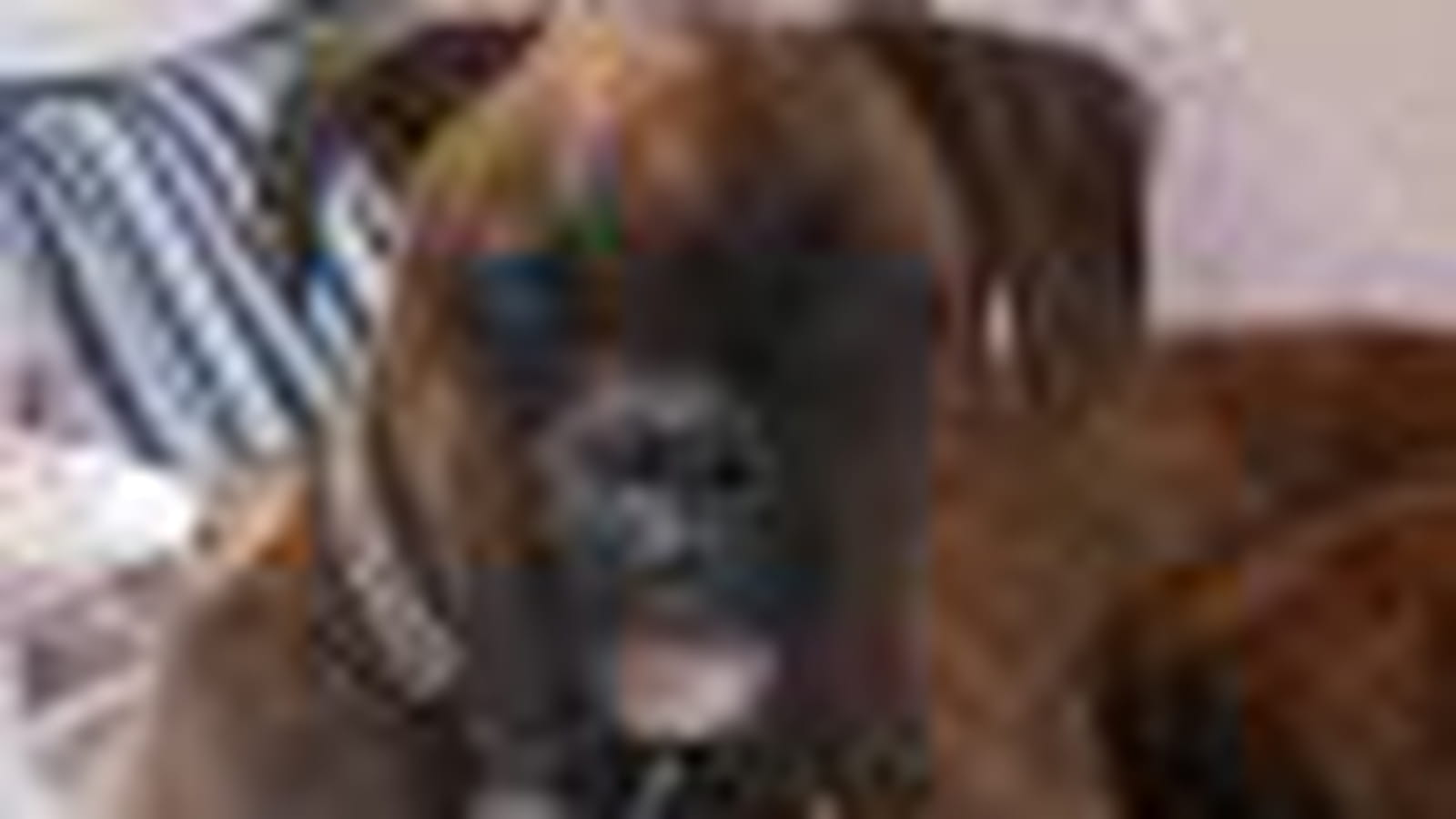 Chien de garde (de transat)