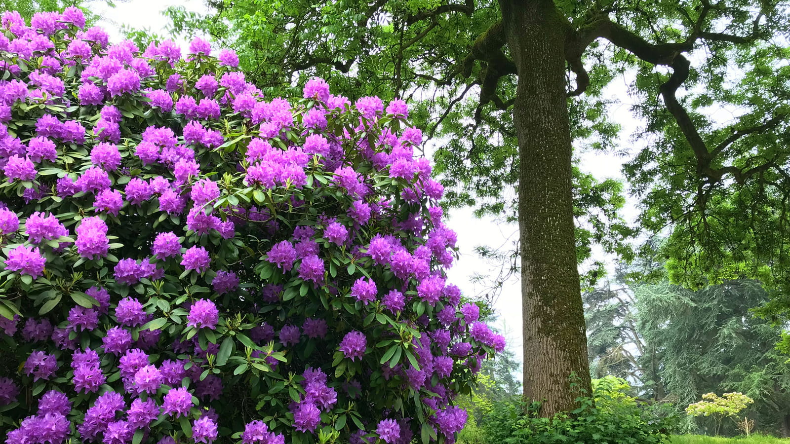 Rhododendron