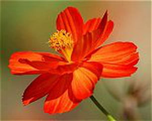 10 fleurs pour un jardin rouge 