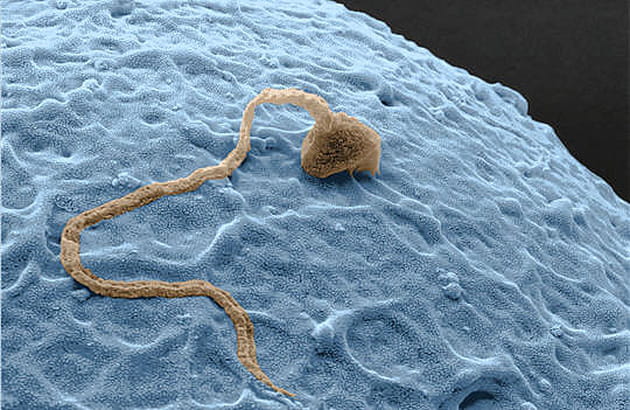 Un v&eacute;ritable marathon