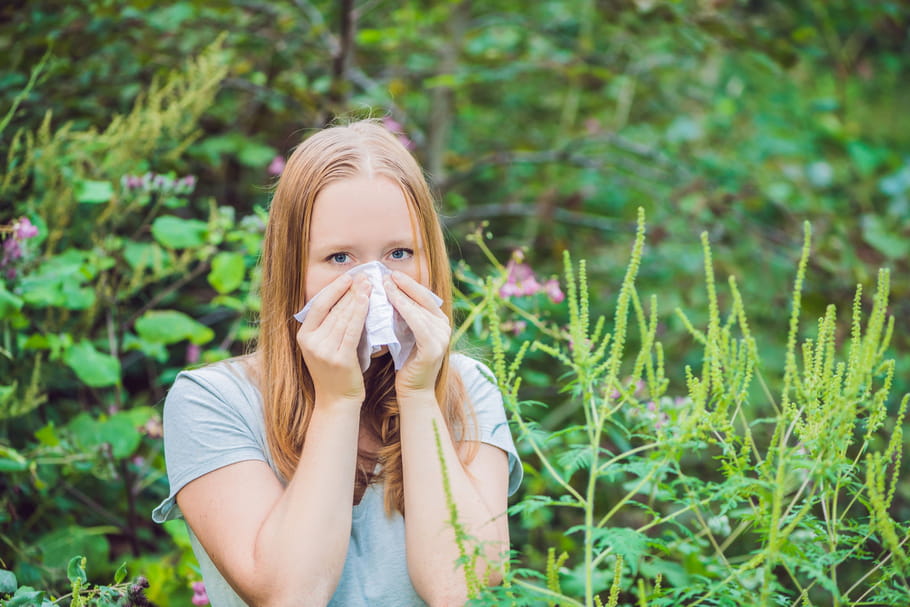 Allergie à l'ambroisie : jusqu'à quand, que faire ?