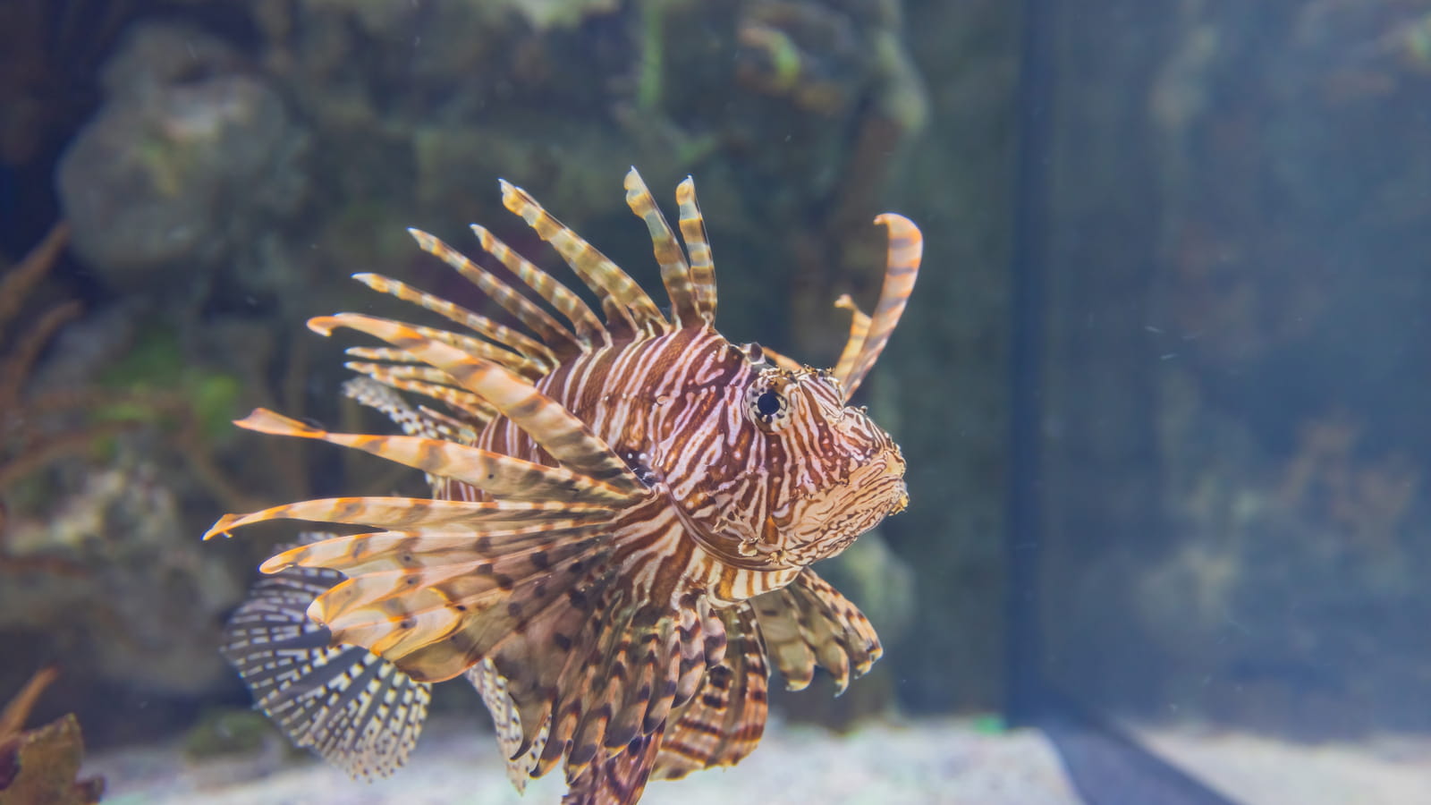 Le poisson-lion