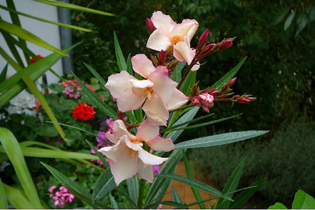 Floraison d'une bouture de laurier