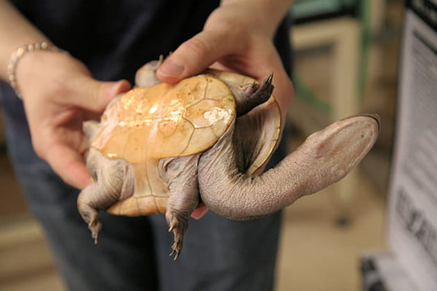 Une tortue atypique