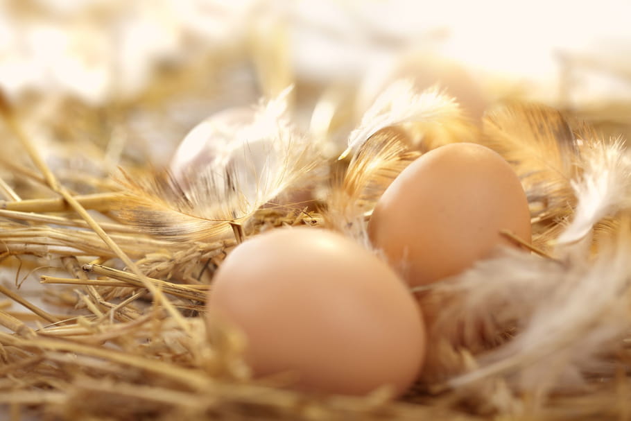 Oeufs contaminés : quels sont les risques ?
