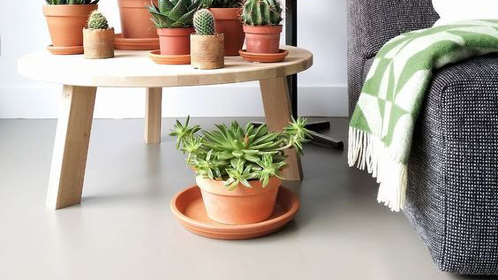 Mini jungle