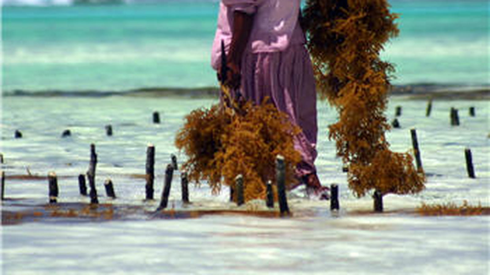 A Zanzibar