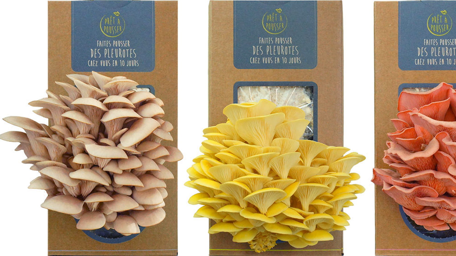 Kit à champignons de Prêt à Pousser