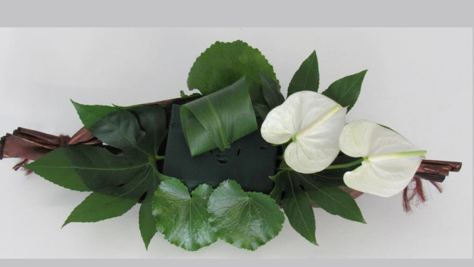 Piquer les anthuriums blancs