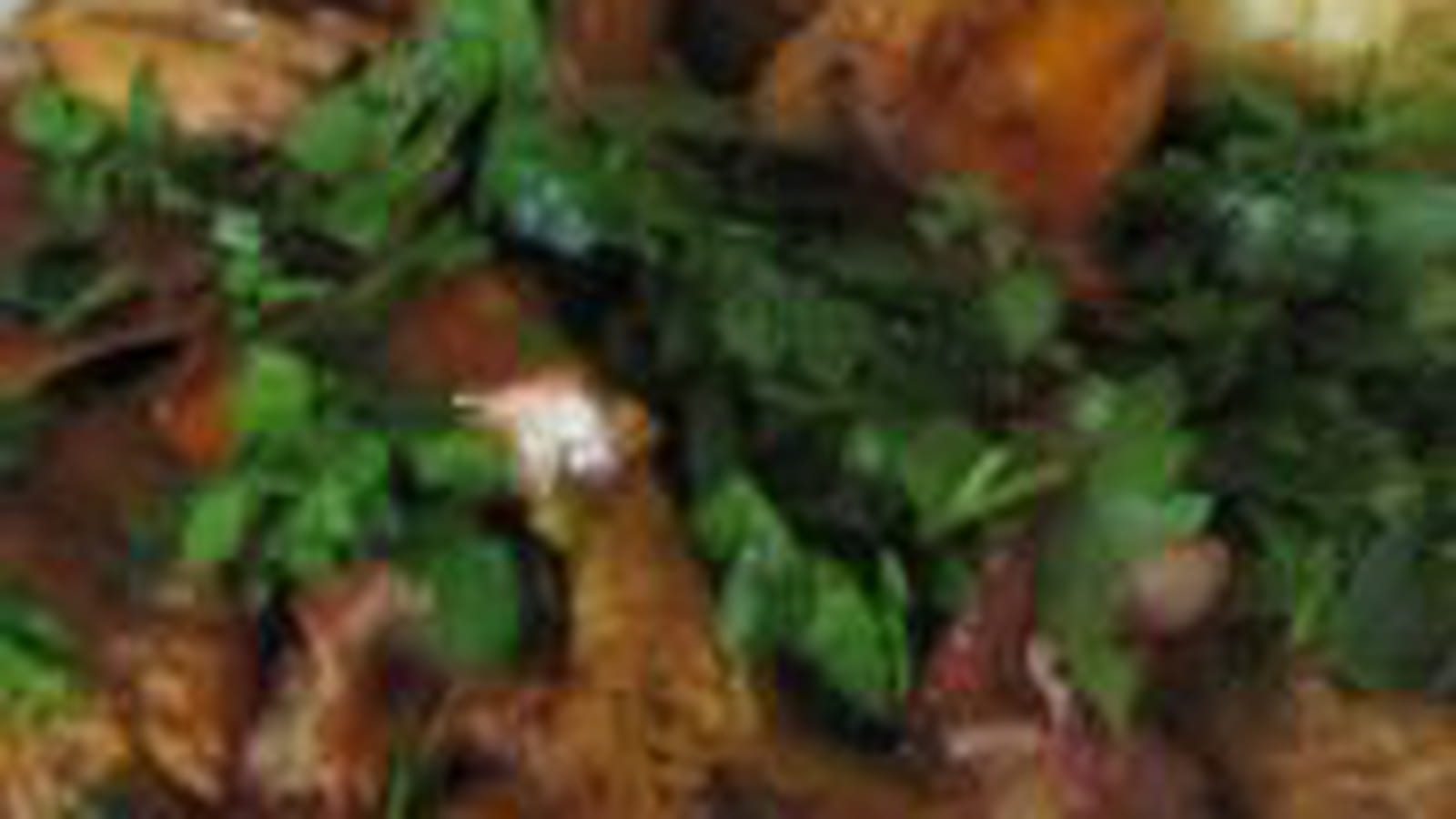 Girolles sautées
