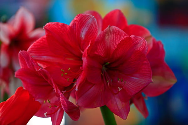 amaryllis