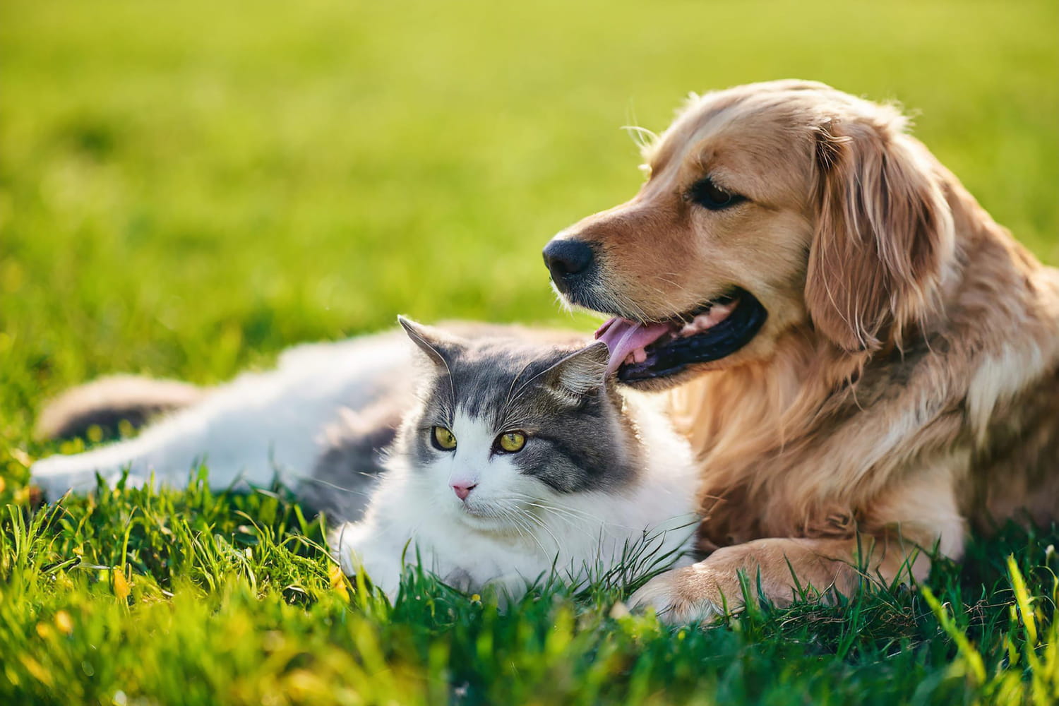When it is hot, this sign in cats and dogs should never be ignored