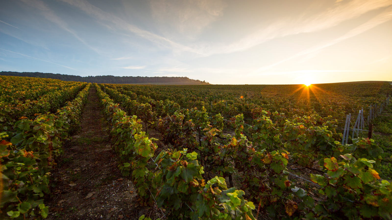 La région Champagne
