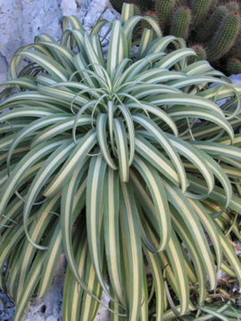 Agave bracteosa variegate