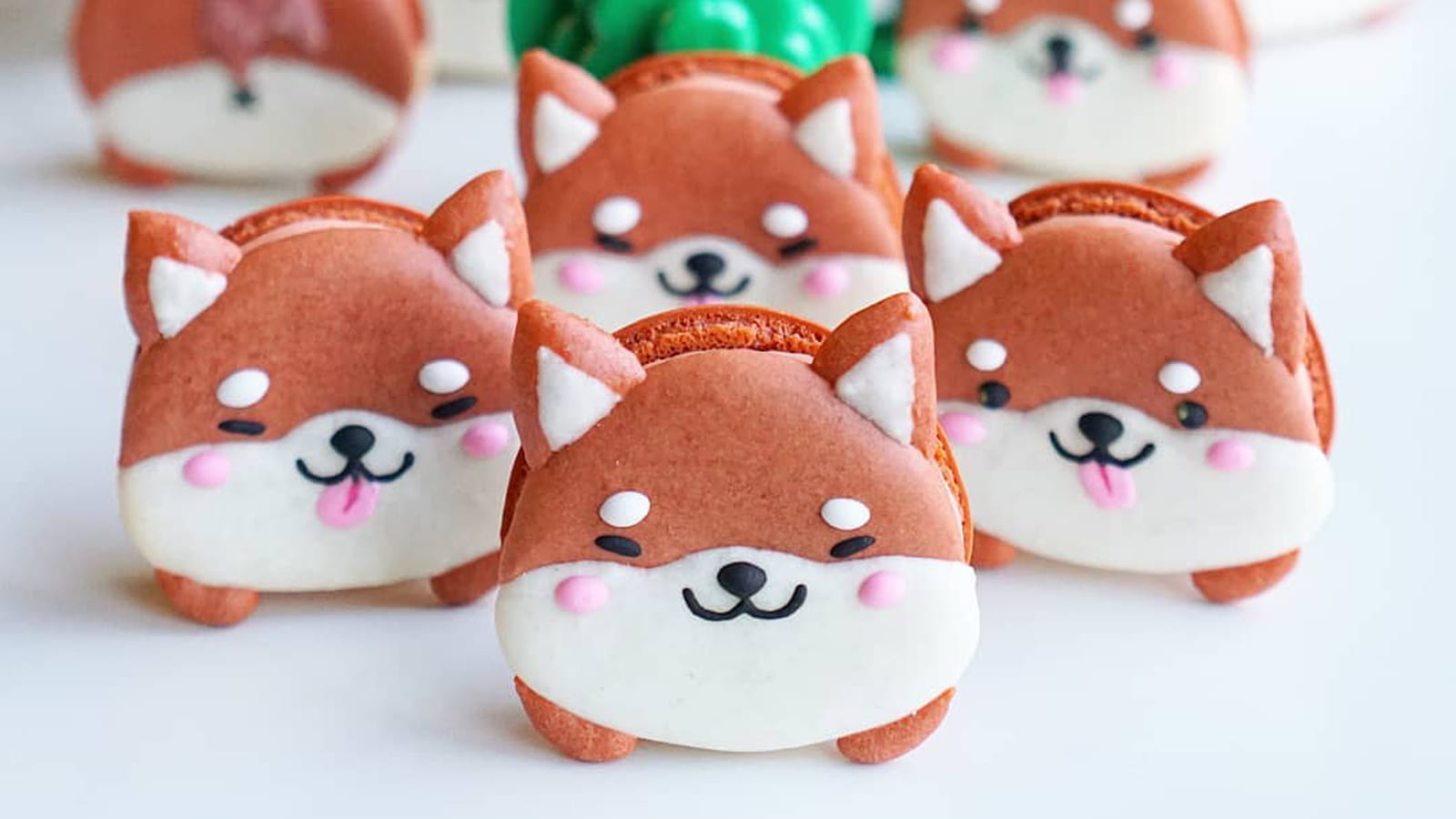 Shibas heureux