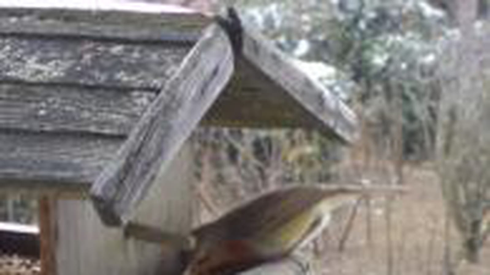 Nichoir à oiseaux