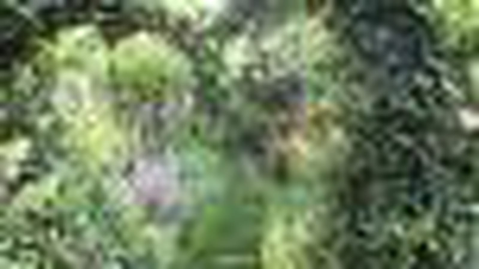 Jardin acidophile