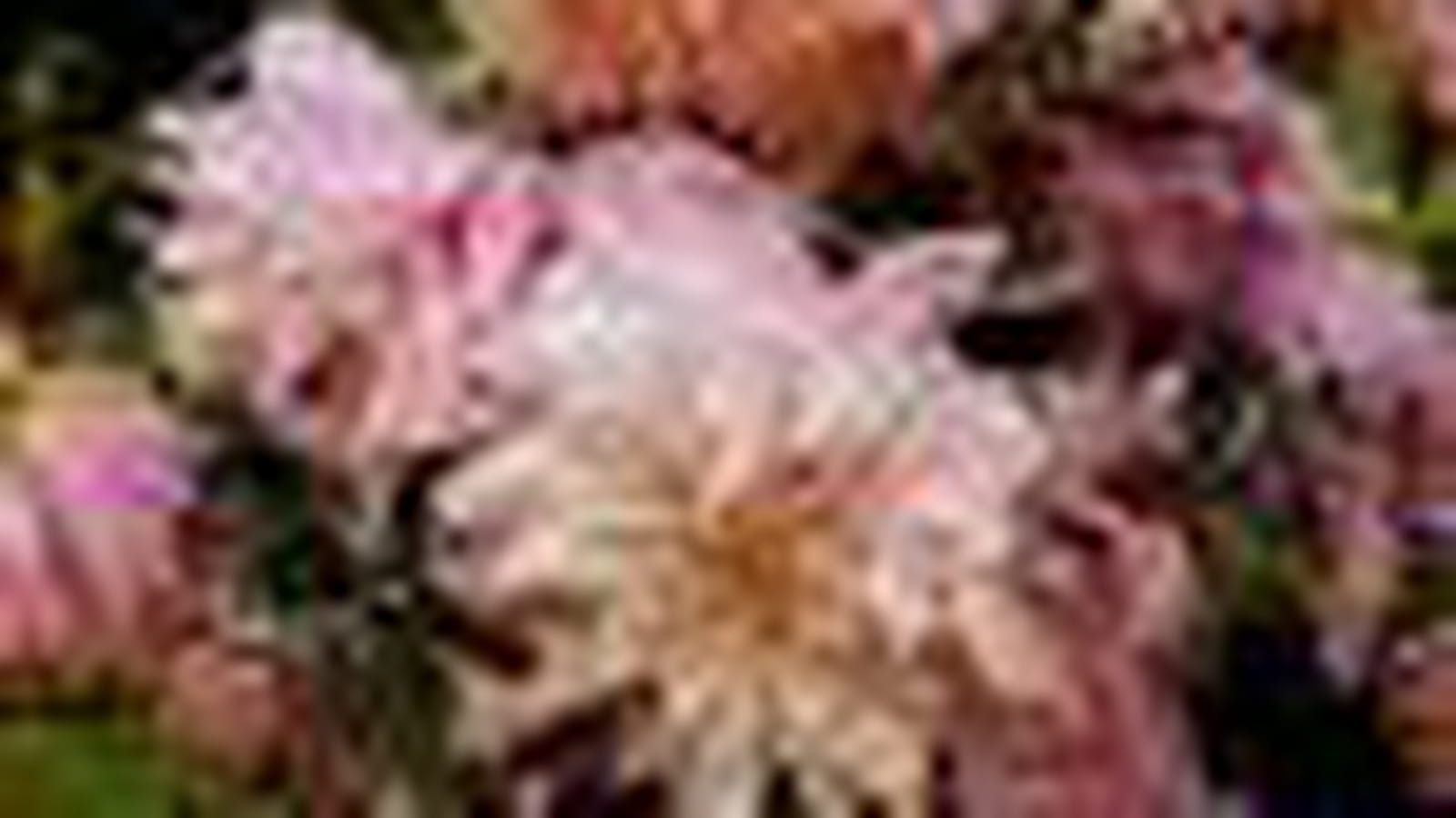 Dahlias