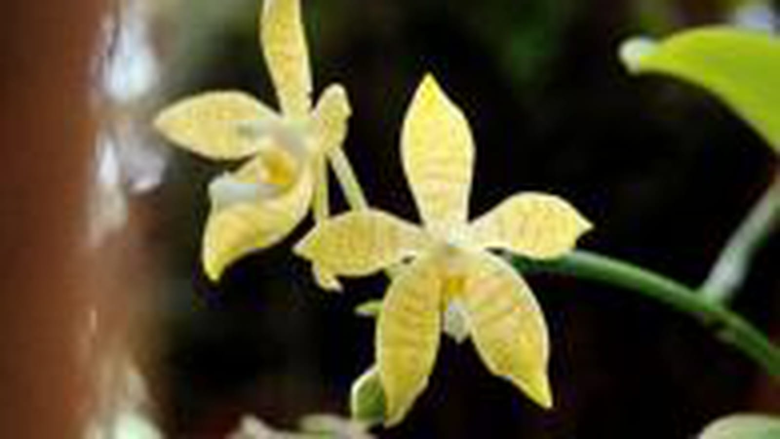 Phalaenopsis pallens