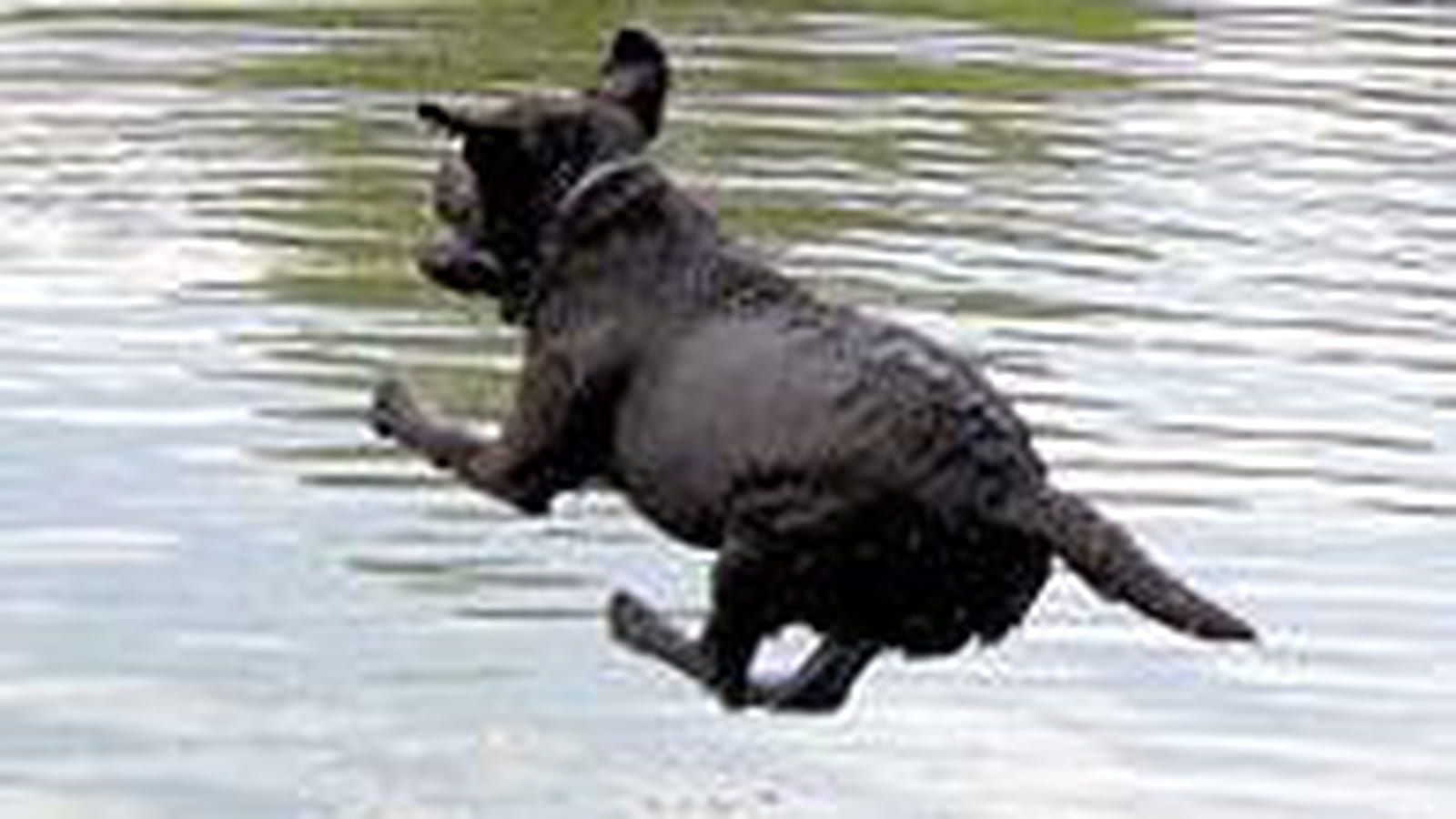 Plongeon
