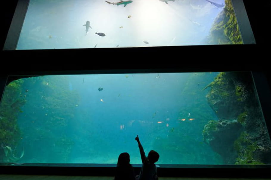 Découvrez les fonds marins à l'aquarium de Lyon !