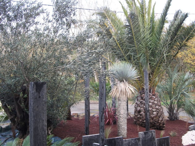 Différentes essences de palmiers