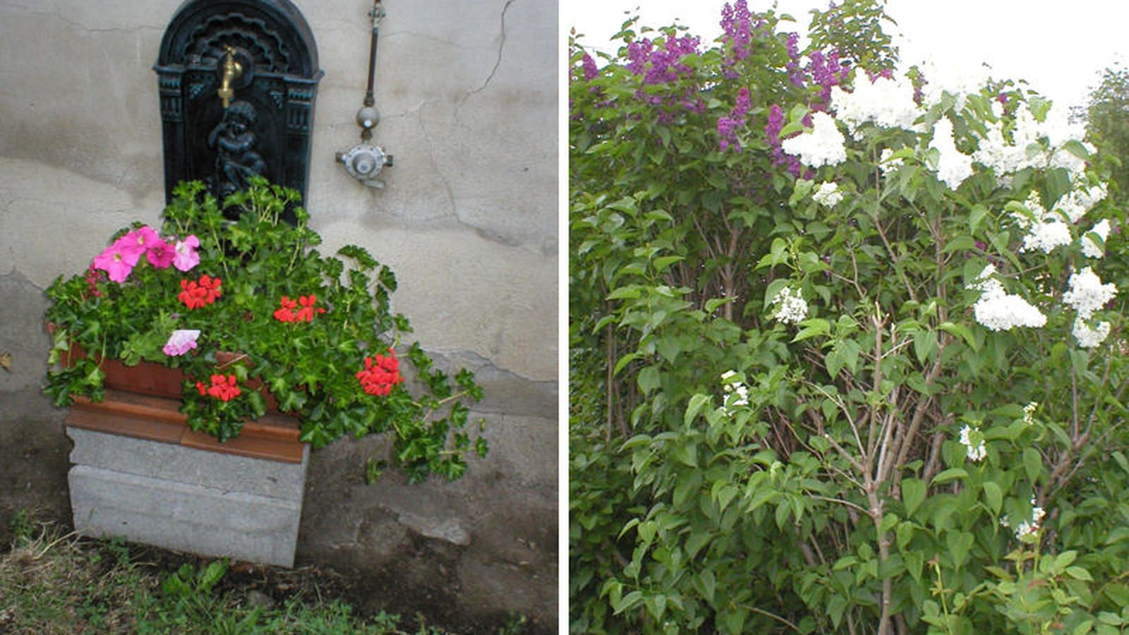 Fleurs