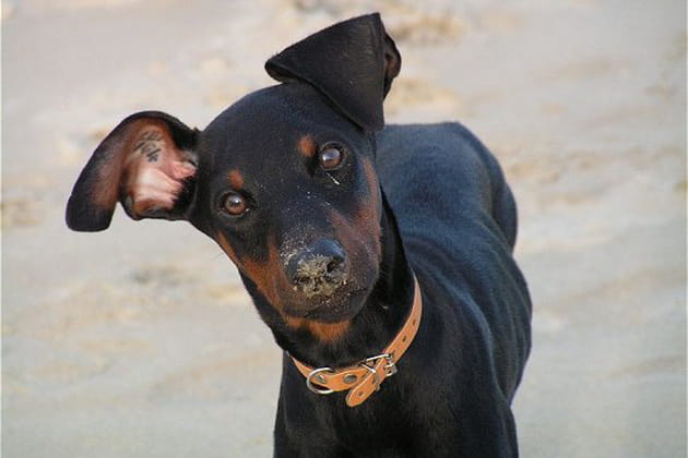Un Doberman &eacute;tonn&eacute;