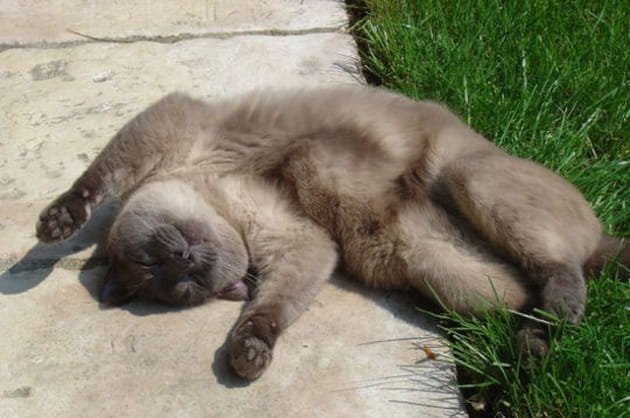 Le bonheur version chat