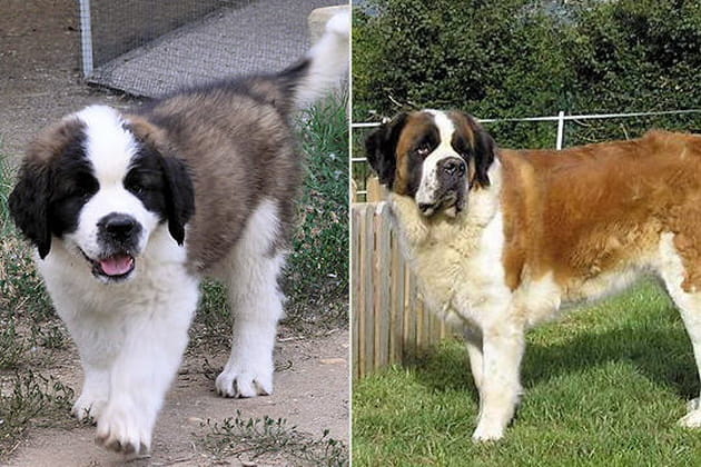 Le Saint-Bernard
