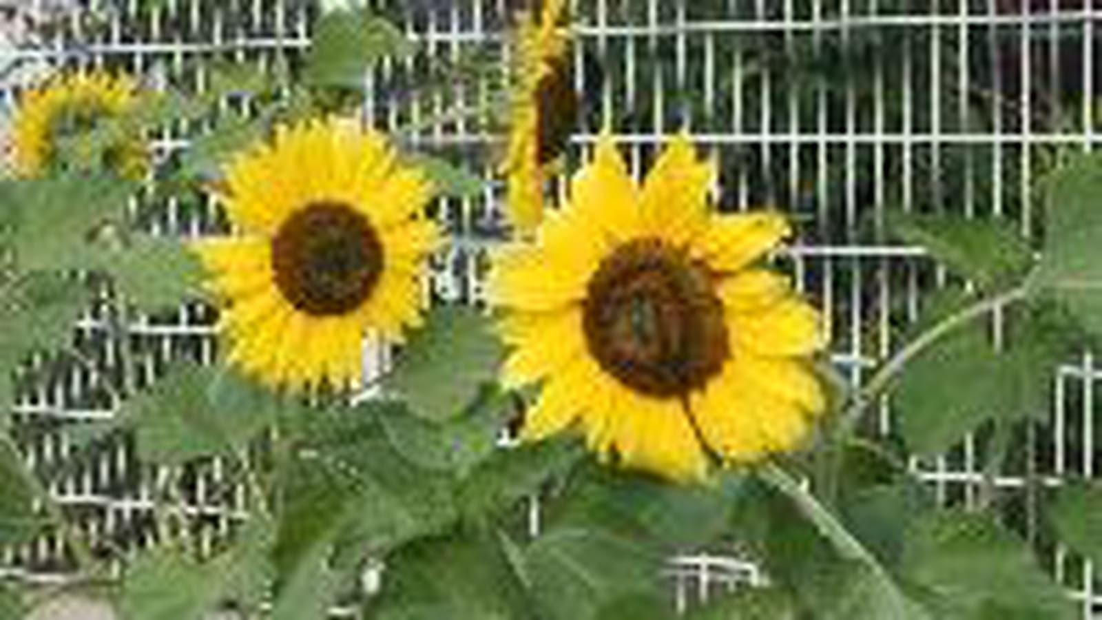 Tournesol
