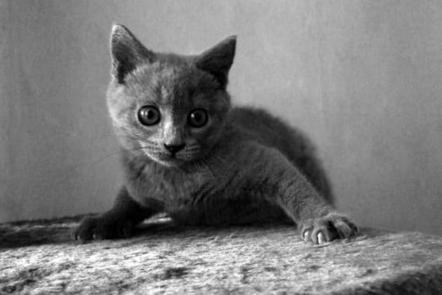 Les chats entrent dans la lumière