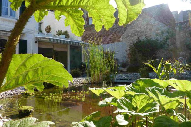 Rhubarbe g&eacute;ante aux feuillages spectaculaires