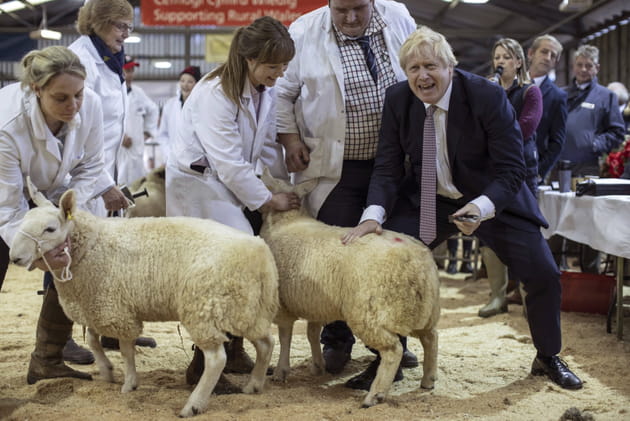 BoJo et les moutons