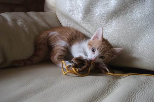 Rapide comme une fl&egrave;che