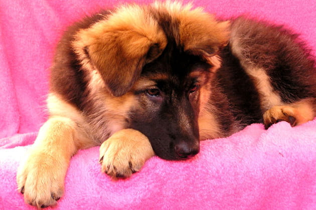 Futur bourreau des c&oelig;urs