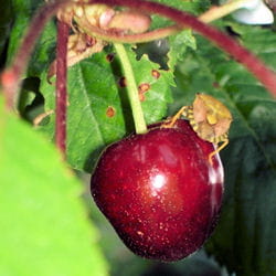 cerise punaise