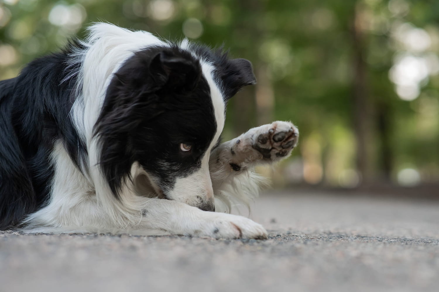 A dog who often licks the legs hides an alert signal than too many masters underestimated