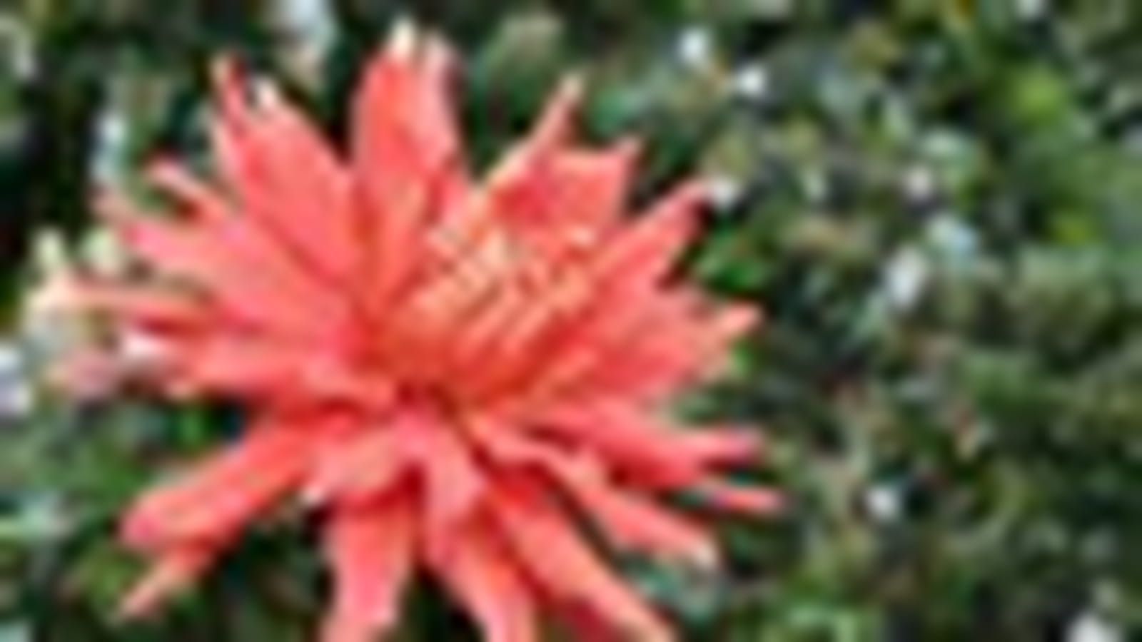 Dahlia 'Constance'