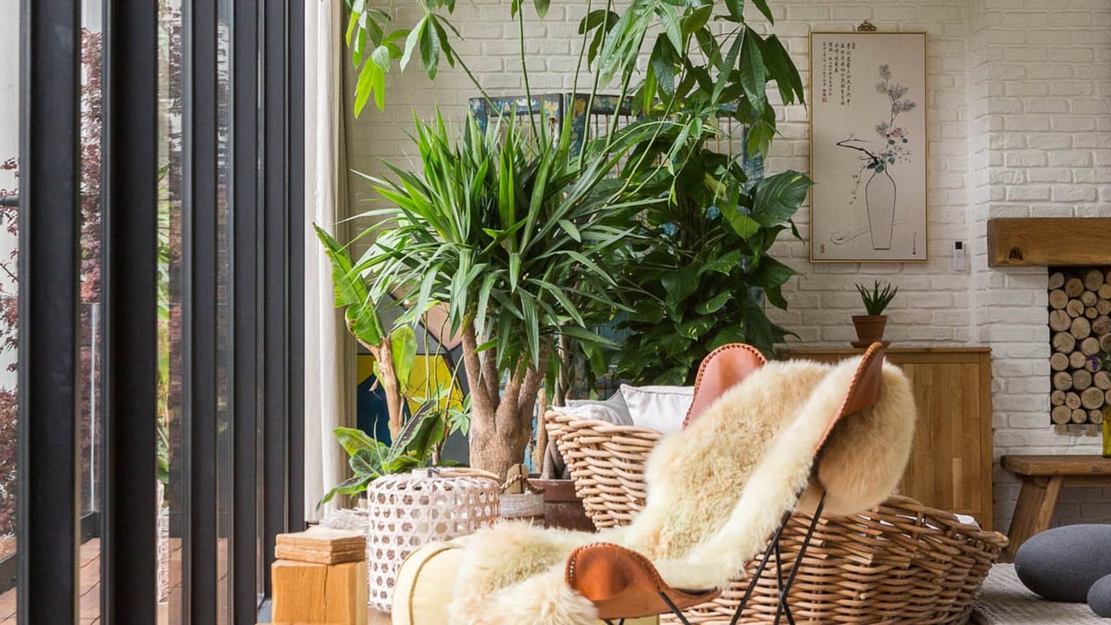 Yucca, ficus, pothos
