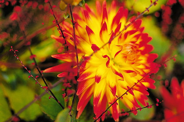 Un dahlia peut en cacher un autre