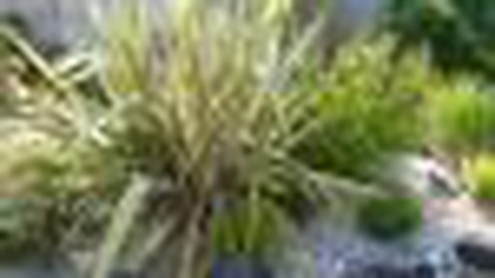 Phormium