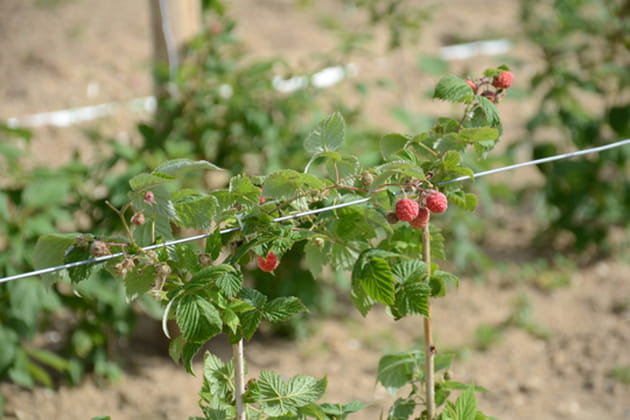 Des framboisiers pour attirer les abeilles