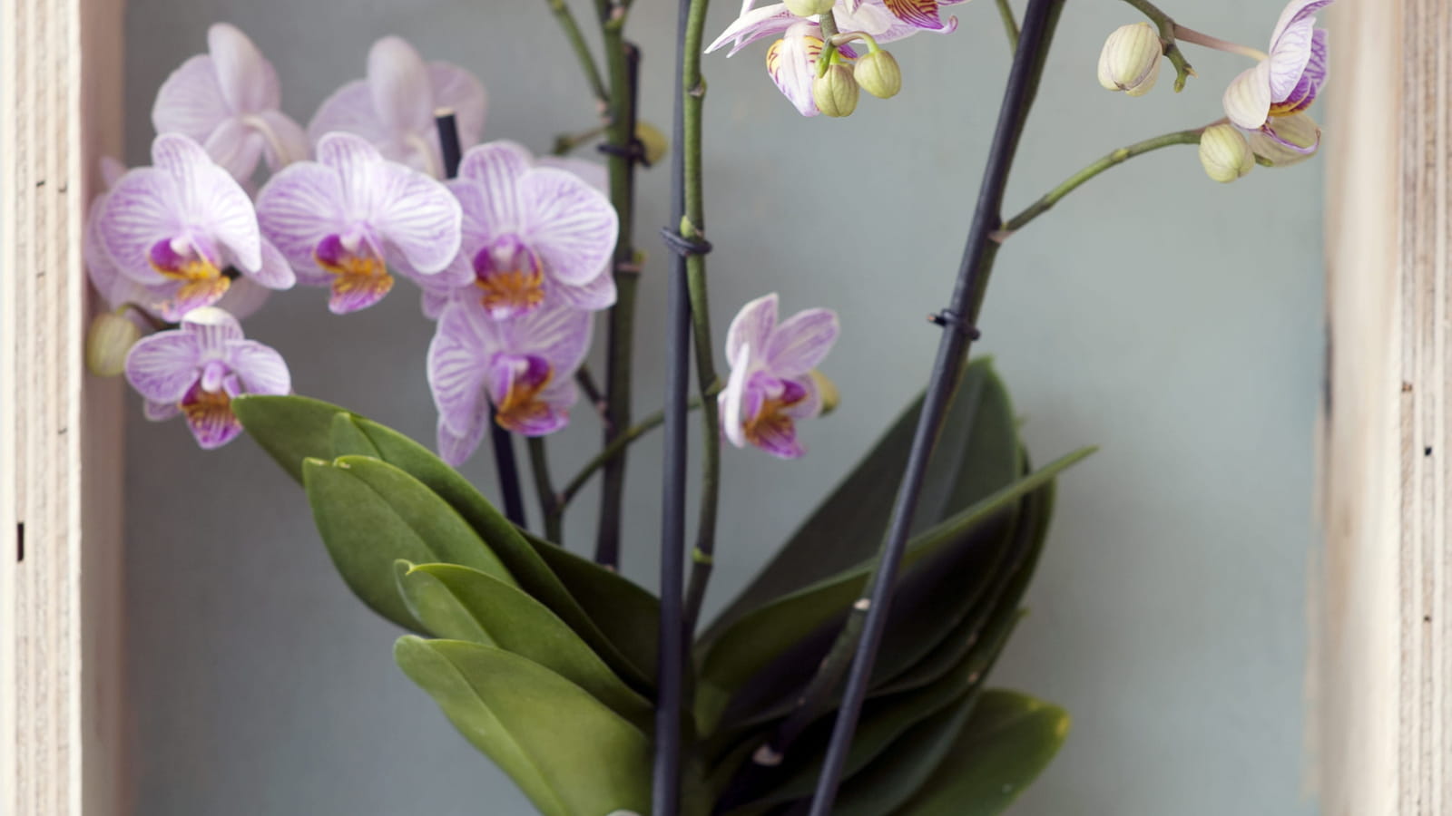 Phalaenopsis